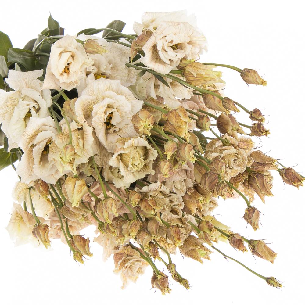 Lisianthus braun Brownies gefärbt 5+Bl.70cm