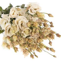 Lisianthus braun Brownies gefärbt 5+Bl.70cm
