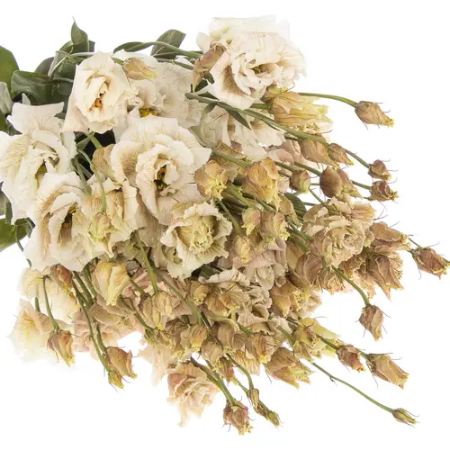 Lisianthus braun Brownies gefärbt 5+Bl.70cm