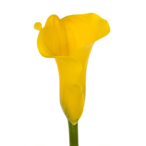 Calla gelb Sunny art 60cm