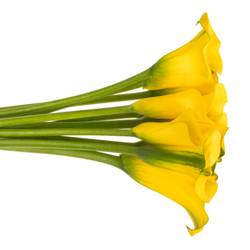 Calla gelb Sunny art 60cm