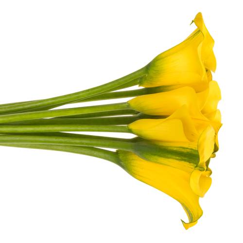 Calla gelb Sunny art 60cm