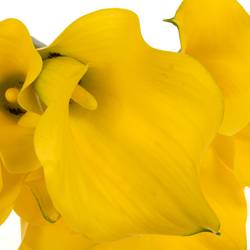 Calla gelb Sunny art 60cm