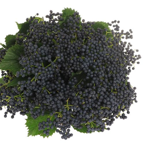 Stahlbaeren blau Extra 90cm