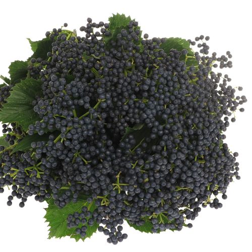 Stahlbaeren blau Extra 90cm