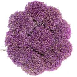 Allium lila Kugel Gigant 60cm