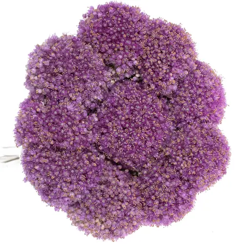 Allium lila Kugel Gigant 60cm