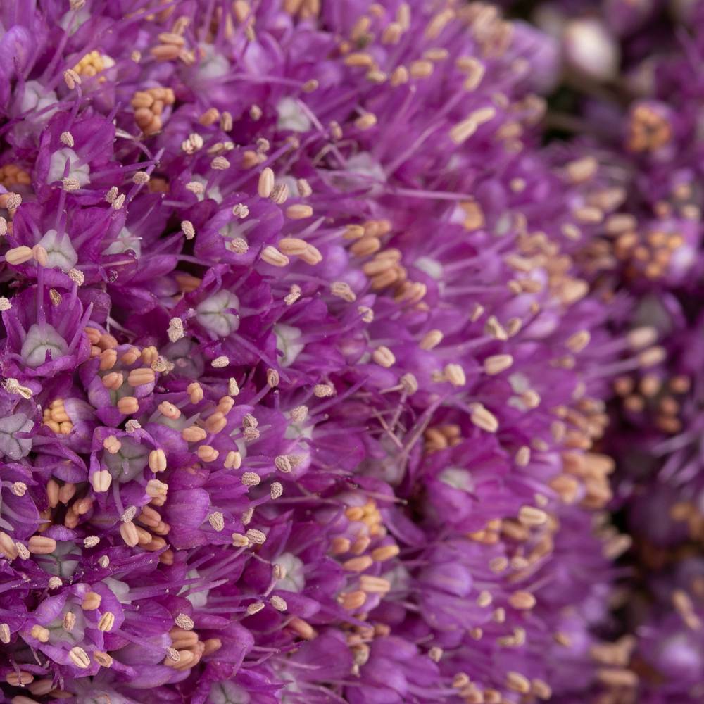 Allium lila Kugel Gigant 60cm