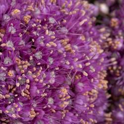 Allium lila Kugel Gigant 60cm