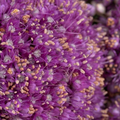 Allium lila Kugel Gigant 60cm