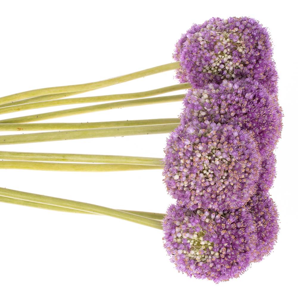 Allium lila Kugel Gigant 60cm