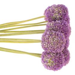 Allium lila Kugel Gigant 60cm