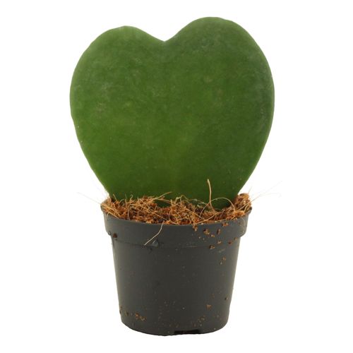 Hoya Kerrii Herz T6 H11