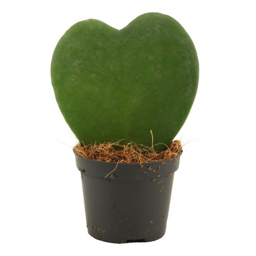 Hoya Kerrii Herz T6 H11