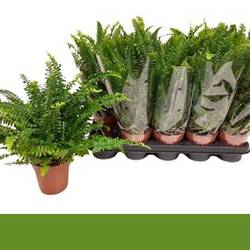 Nephrolepis Green Lady Schnäpchen Von UhrT12 T12 H035