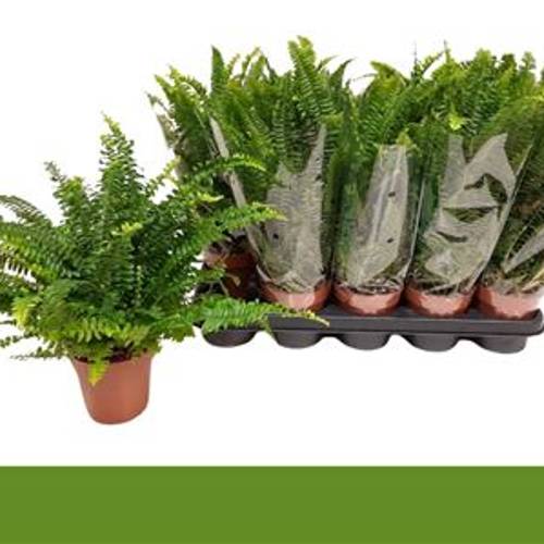 Nephrolepis Green Lady Schnäpchen Von UhrT12 T12 H035