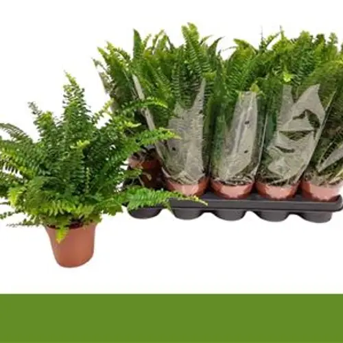 Nephrolepis Green Lady Schnäpchen Von UhrT12 T12 H035