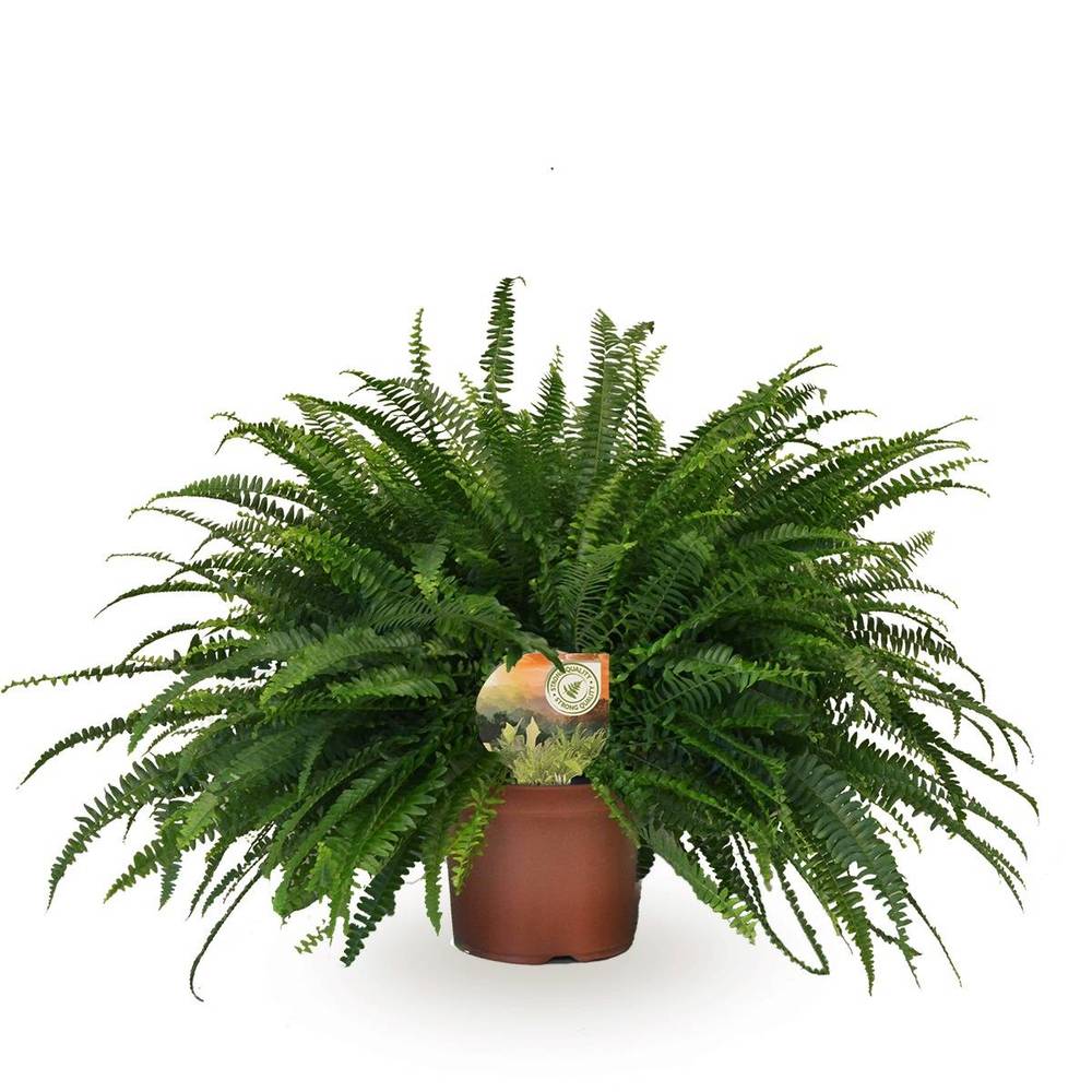 Nephrolepis Green Lady T19 H060