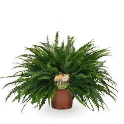 Nephrolepis Green Lady T19 H060