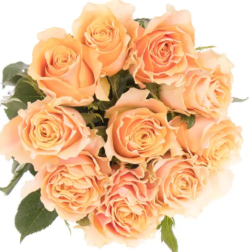 Rose orange Carpe Diem 40cm