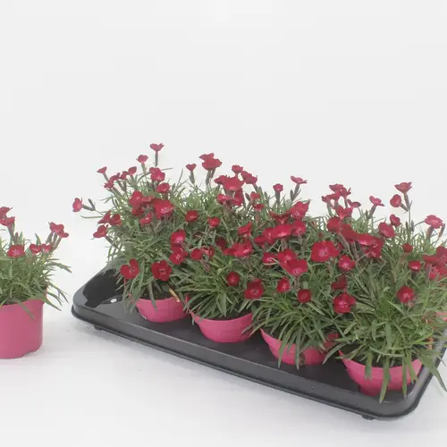 Dianthus rot Red Flash T12 H015