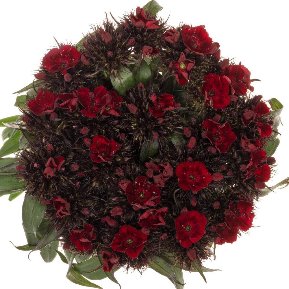 Bartnelke dunkel rot 50cm