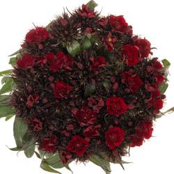 Bartnelke dunkel rot 50cm