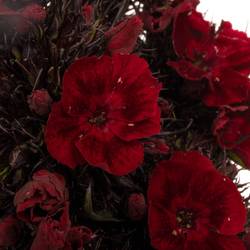 Bartnelke dunkel rot 50cm