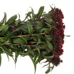 Bartnelke dunkel rot 50cm