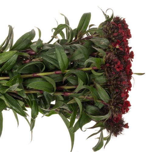 Bartnelke dunkel rot 50cm