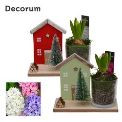 Hyac.Arr mix HL15252 Weihnachten T18 H017