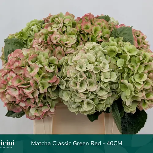 Hortensie grün/rot Matcha classic Bol 16cm 40cm