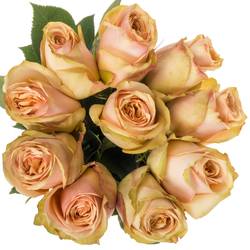 Rose lachs Desert (Ec) 50cm X10