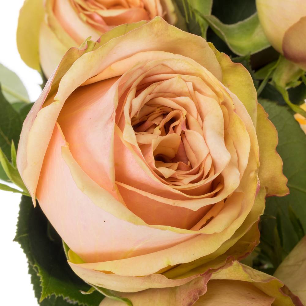 Rose lachs Desert (Ec) 50cm X10