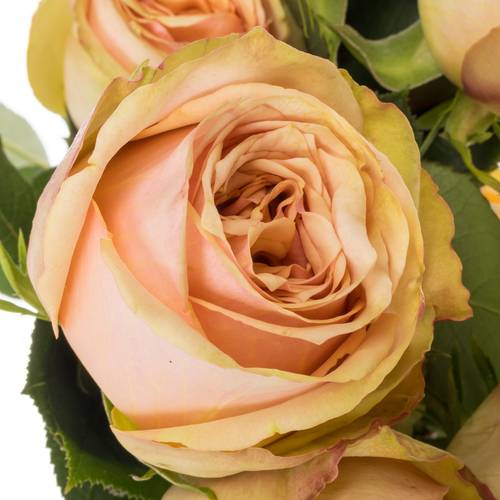 Rose lachs Desert (Ec) 50cm X10