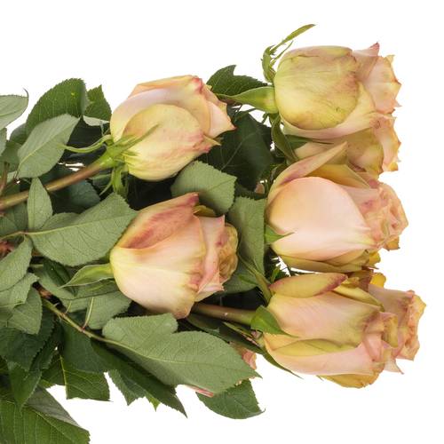 Rose lachs Desert (Ec) 50cm X10