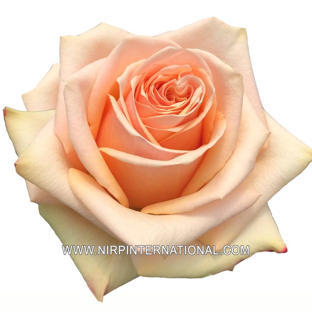 Rose lachs Desert (Ec) 50cm X10