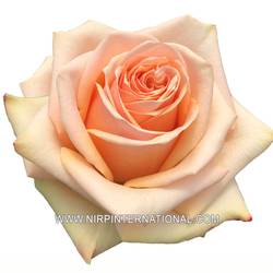 Rose lachs Desert (Ec) 50cm X10