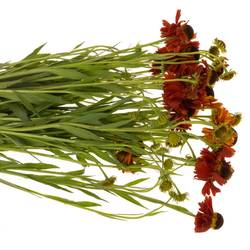 Helenium dunkel orange 70cm