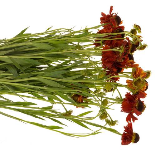 Helenium dunkel orange 70cm