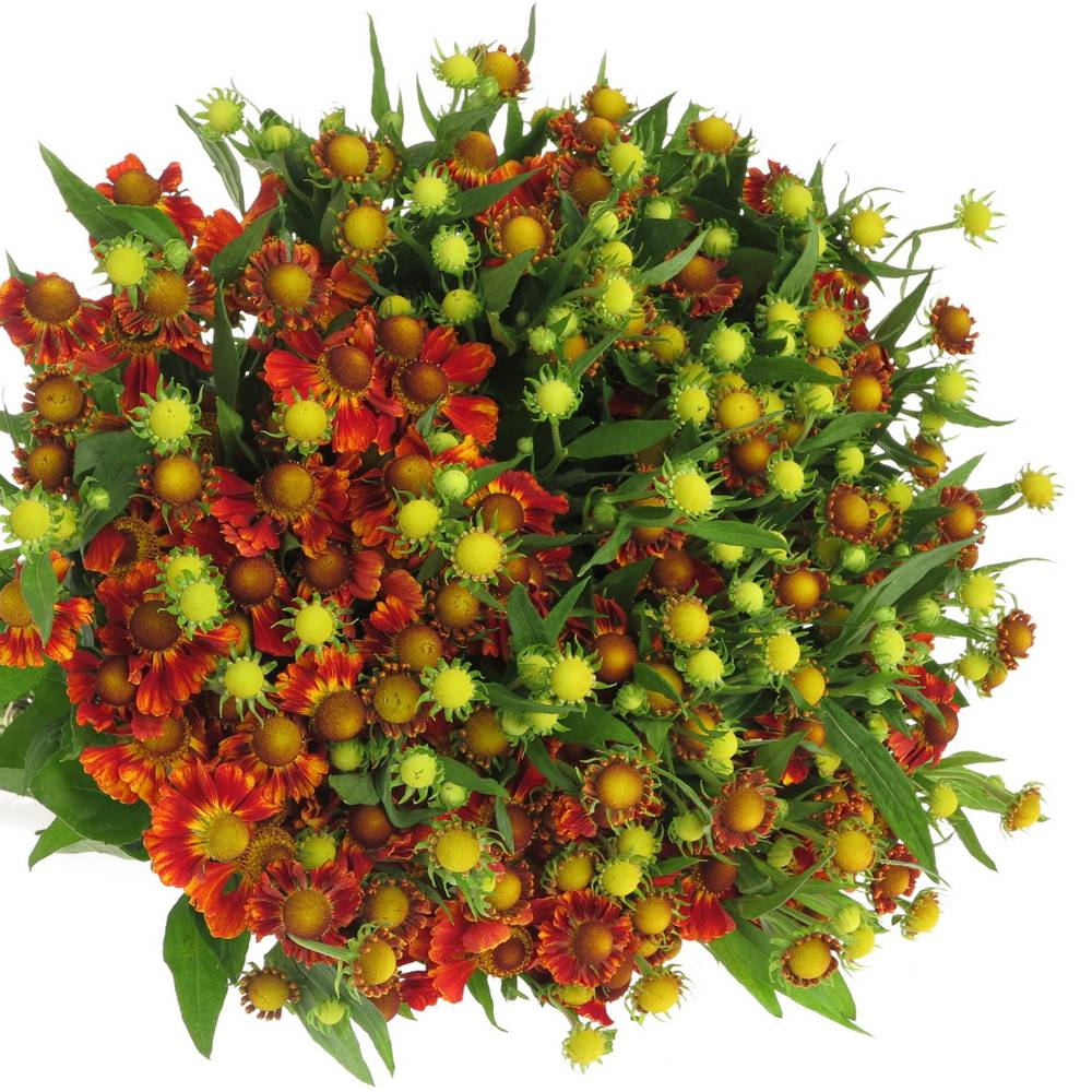 Helenium rot 70cm