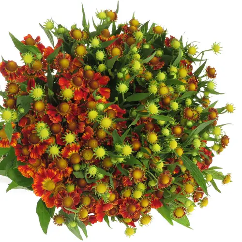 Helenium rot 70cm