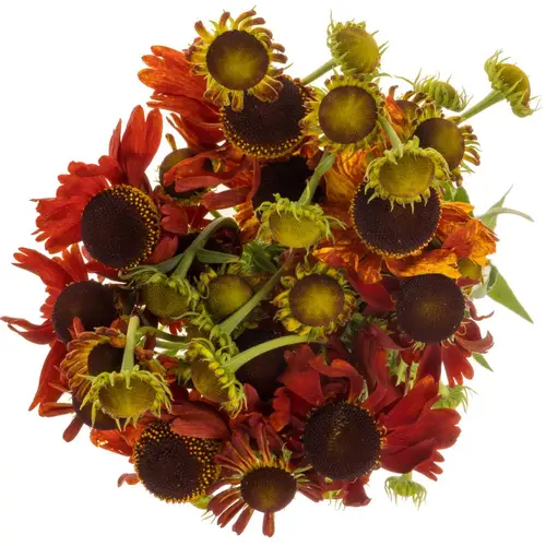 Helenium dunkel orange 70cm