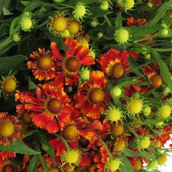 Helenium rot 70cm