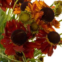 Helenium dunkel orange 70cm