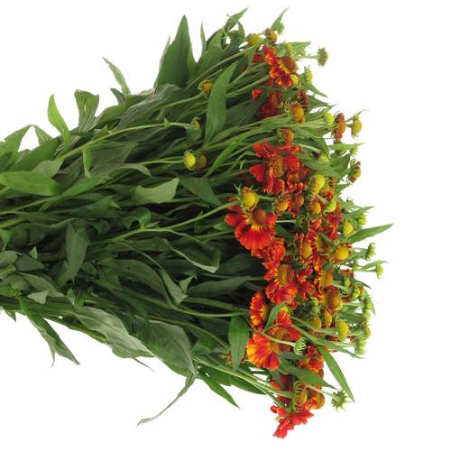 Helenium rot 70cm