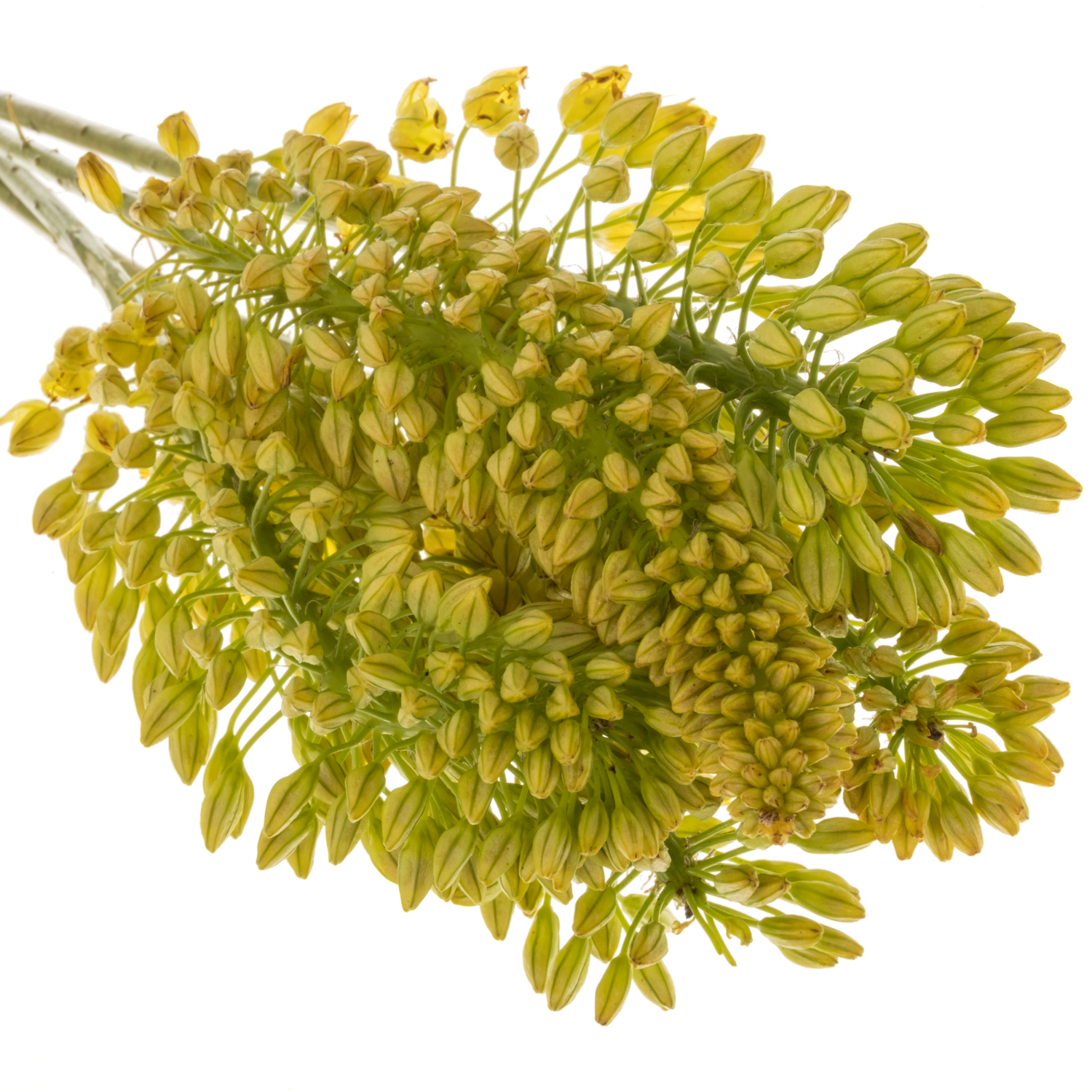 Eremurus gelb Lucia 70cm