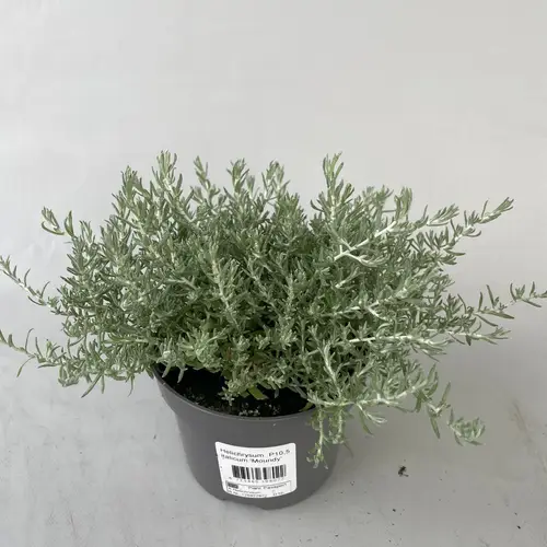Helichrysum Moundy T10,5 H022