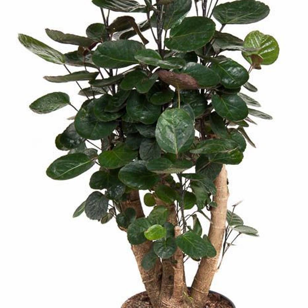 Polyscias Fabian Verzweigt  T24 H90