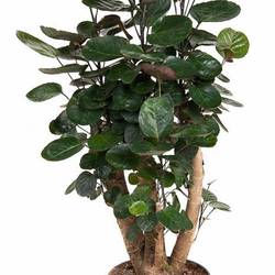 Polyscias Fabian Verzweigt  T24 H90